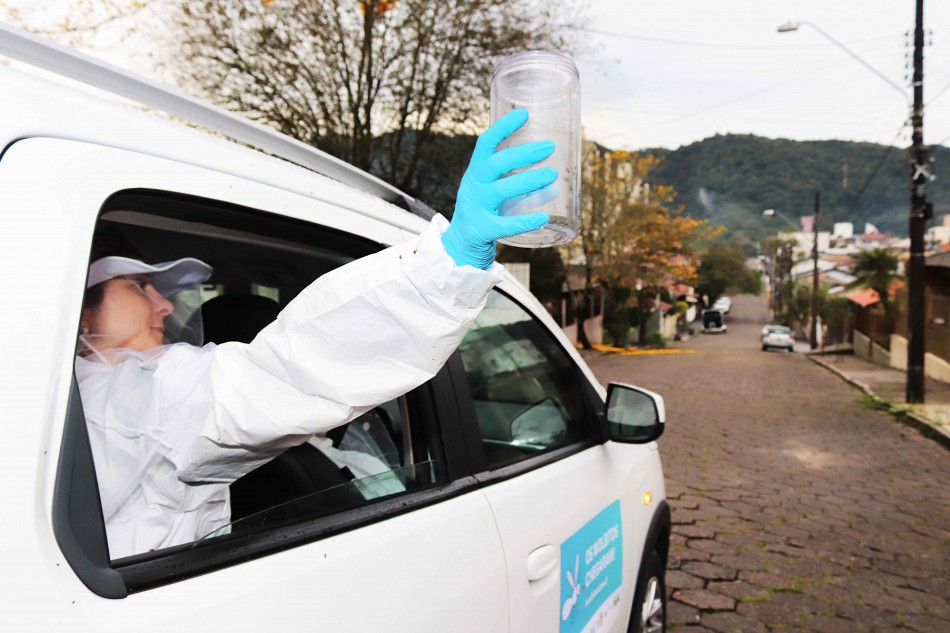 Relatório mostra que a bactéria Wolbachia está estabelecida na maioria da população de mosquitos Aedes aegypti em Blumenau