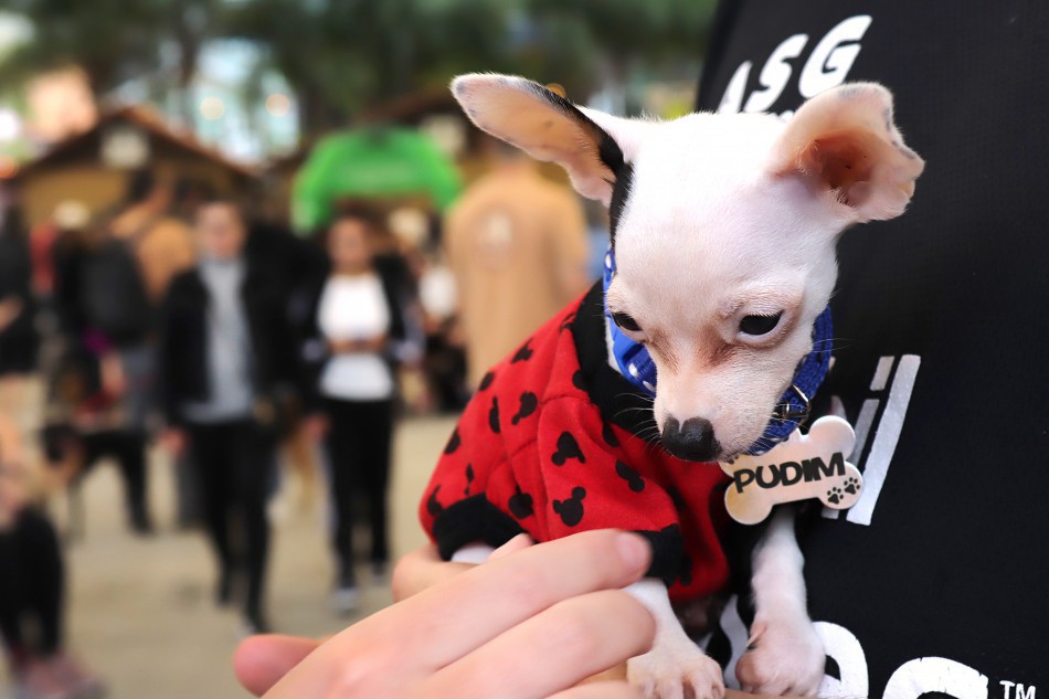 Blumenau já tem mais de 9,4 mil animais cadastrados no Censo Pet