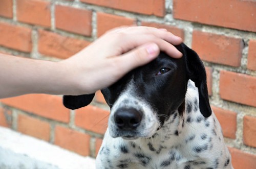Bem Estar Animal discute políticas públicas com a comunidade