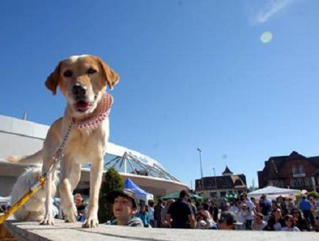 Vem aí o 2º sábado animal, no coração de Blumenau
