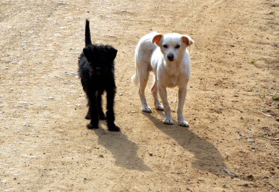 Bem Estar Animal registra mais de quatro mil animais atendidos neste ano