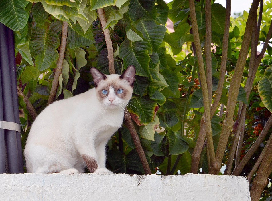 Bem Estar Animal atende 77 chamadas em fevereiro