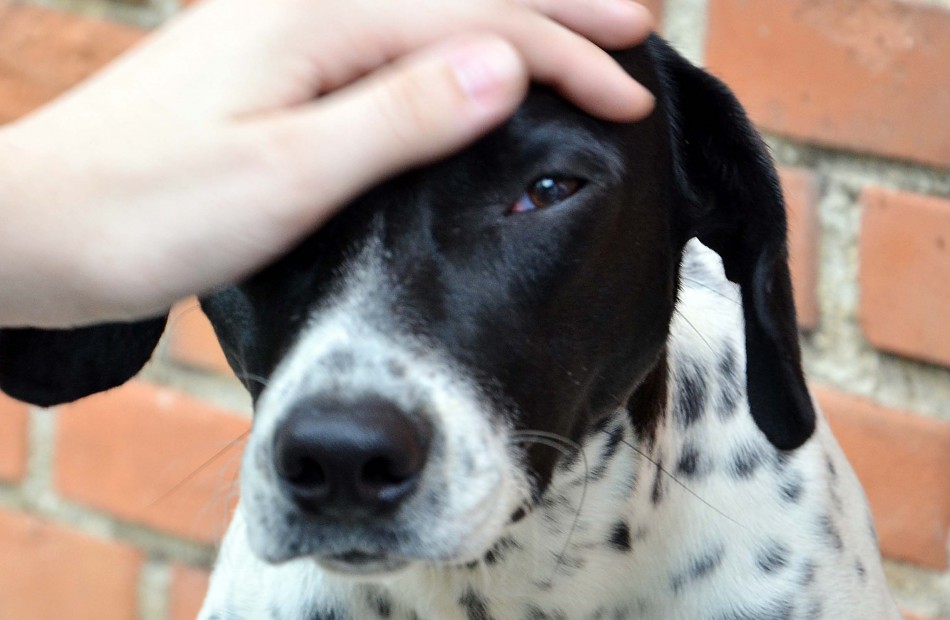 Trabalhos em prol dos animais serão apresentados à população