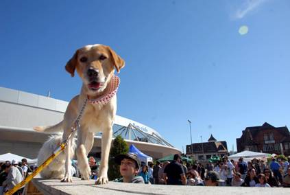Bem Estar Animal promove o "Sábado Animal" no coração de Blumenau