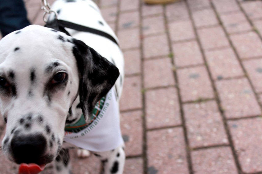 Abertas as inscrições para a 17ª edição da Cãominhada