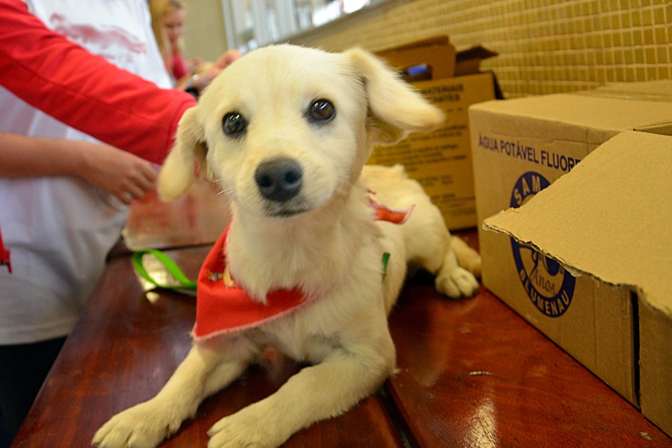 Prefeitura promove o 5º Sábado Animal no Coração da Cidade