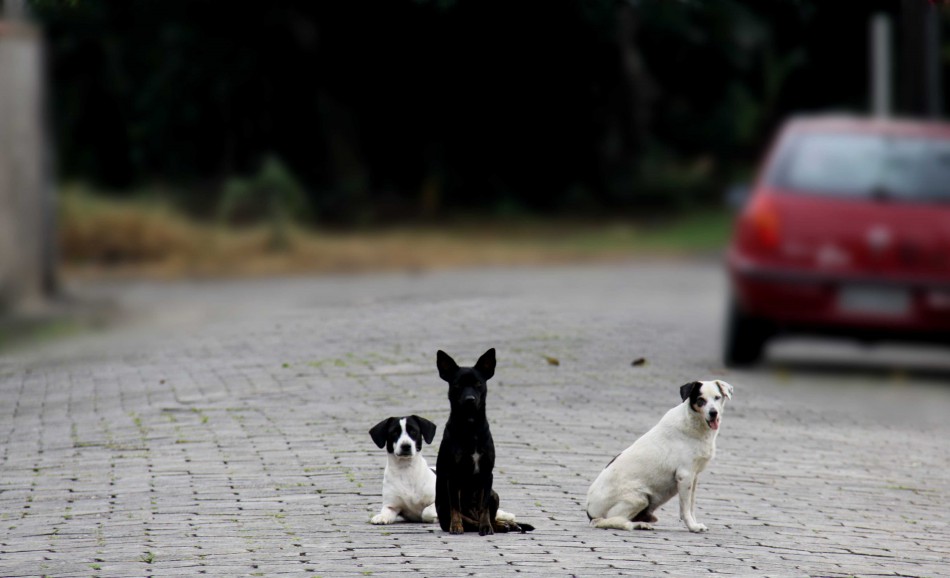 Prefeitura amplia pontos de coleta para a Campanha de Proteção aos Animais no Inverno