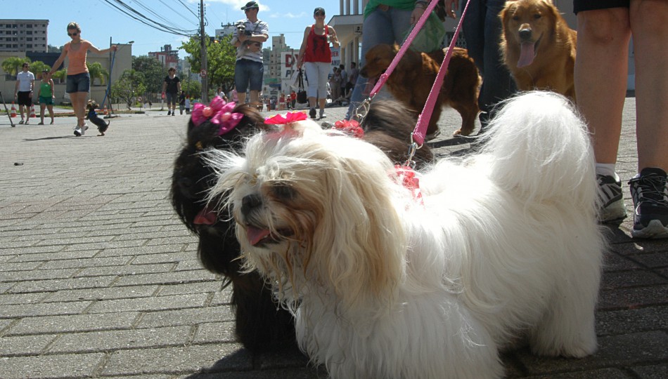 Continuam abertas as inscrições para a 2ª Cãominhada de 2014