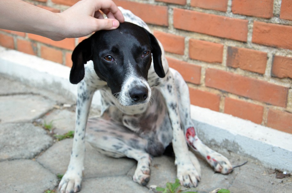Bem Estar Animal atende 142 animais no mês de julho