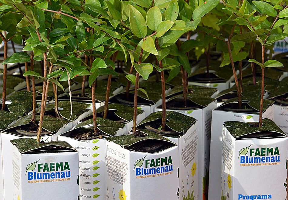 Faema distribui mudas de árvores nesta segunda-feira