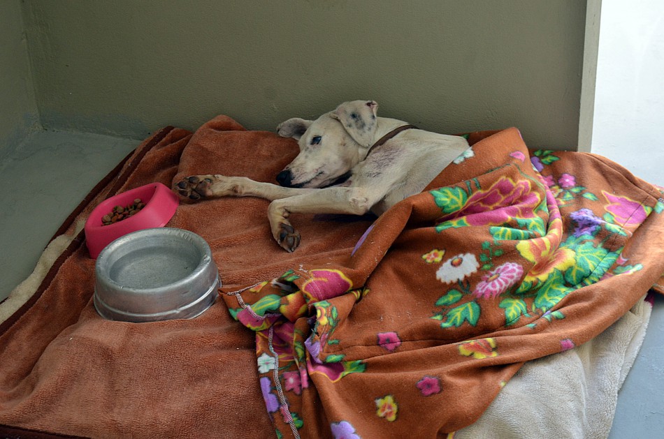 Centro de Prevenção e Recuperação de Animais tem 20 cães em tratamento 