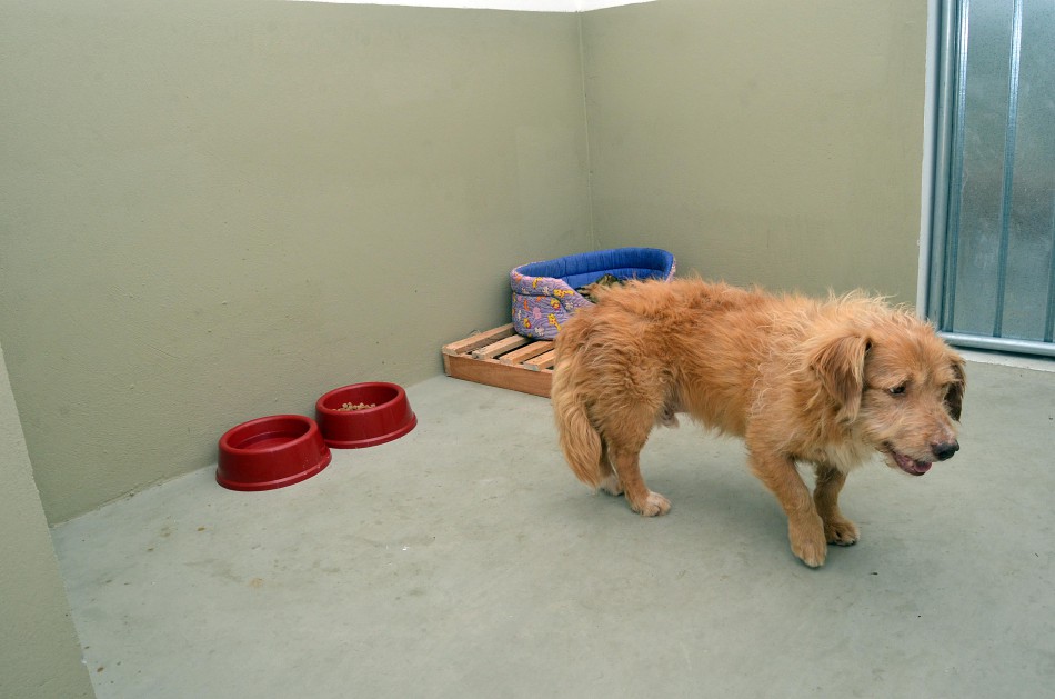 Bem Estar Animal atende 149 animais em novembro
