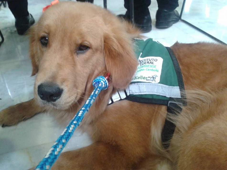 Deficientes e cães-guia vão fazer treinamento no transporte coletivo