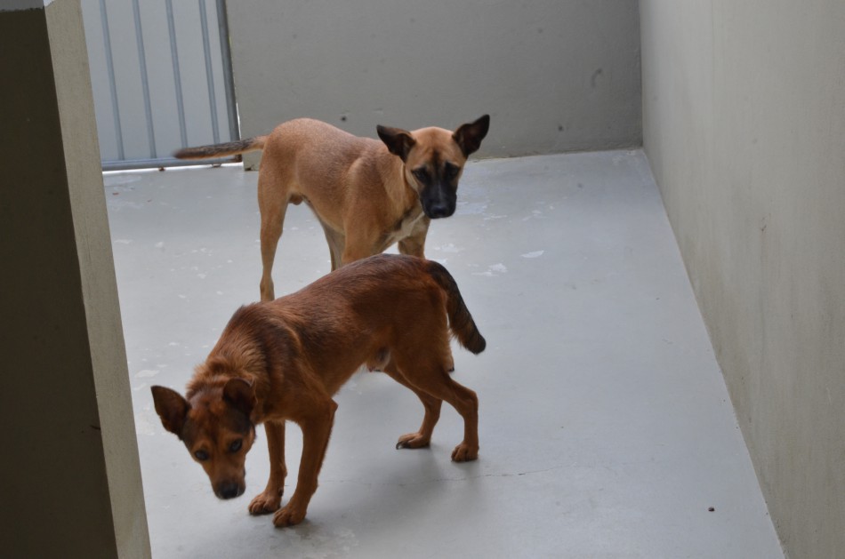 Bem Estar Animal faz castração de animais na Vila Itoupava
