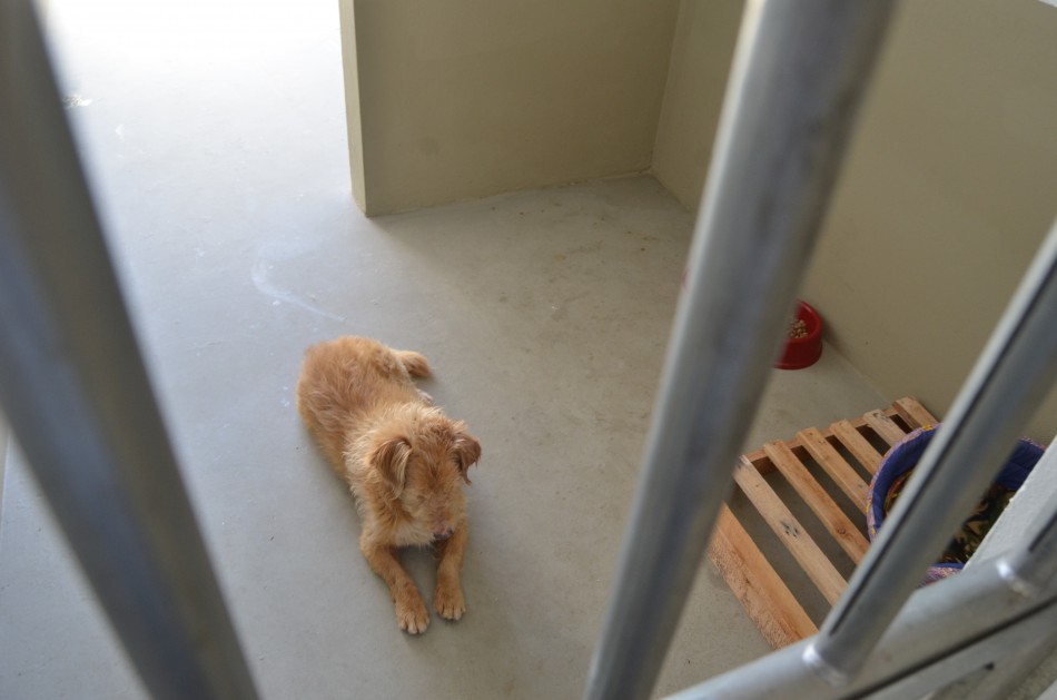 Bem Estar Animal inicia o programa permanente de castrações 