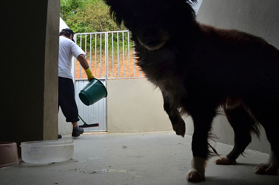 Diretoria de Bem Estar Animal atende 182 animais em fevereiro