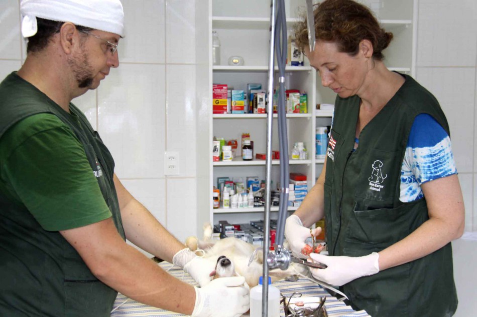 Números de animais castrados ultrapassam os 230 em Blumenau