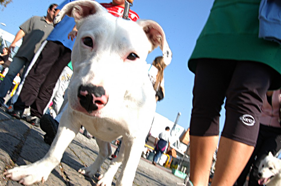 Primeira Cãominhada de 2015 acontece neste fim de semana