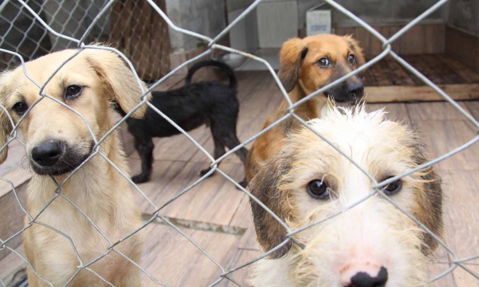 Campanha de Proteção aos Animais no Inverno encerra neste sábado 