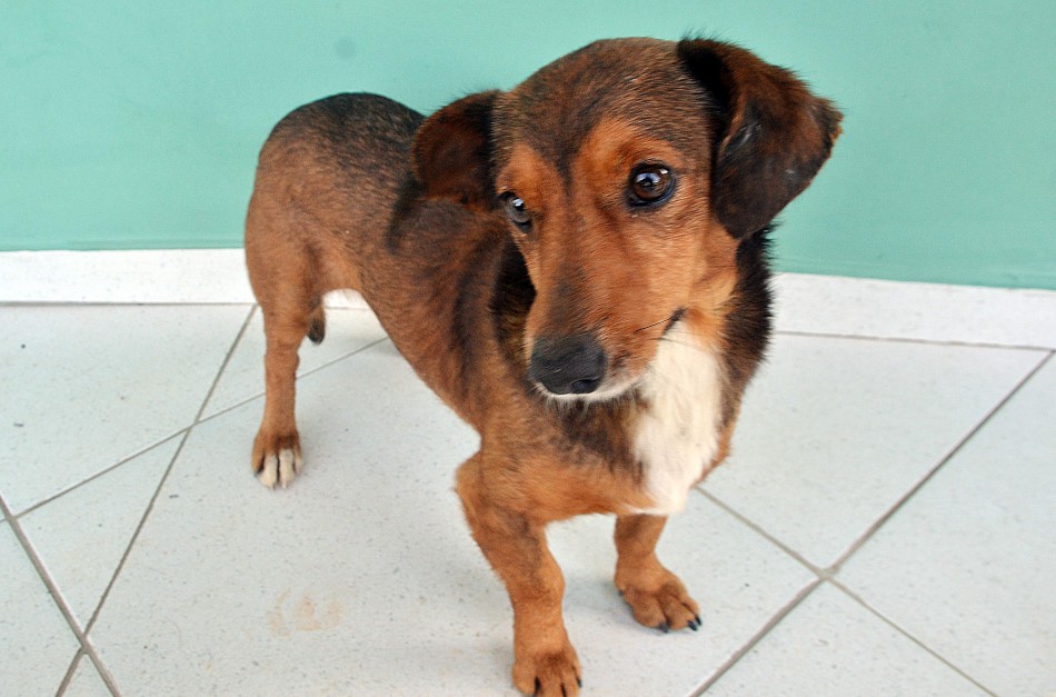 Cães e gatos aguardam por um lar no Centro de Recuperação de Animais