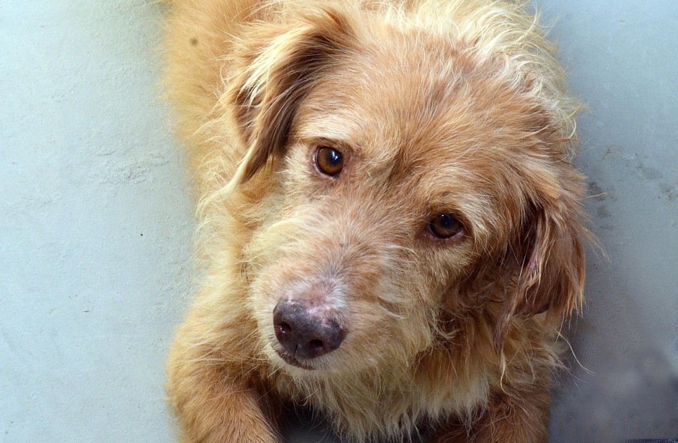 Campanha de Proteção aos Animais no Inverno começa nesta quinta