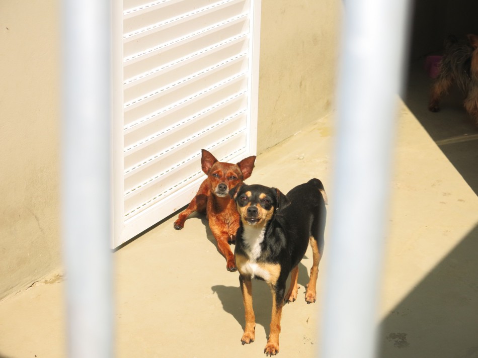 Semana Municipal do Bem Estar Animal é celebrada com programação extensa