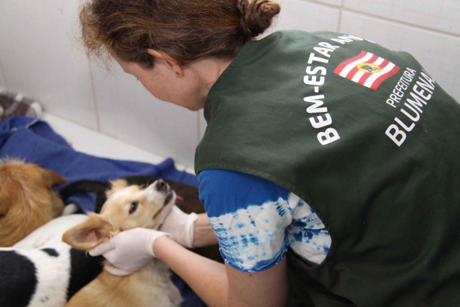 Programa Permanente de Castração ultrapassa 330 animais beneficiados