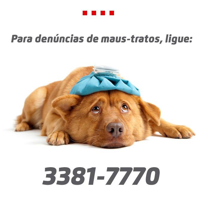 Denúncias de maus-tratos aos animais devem ser feitas na Ouvidoria da Saúde