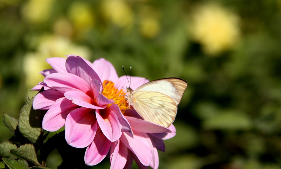 Prefeitura intensifica plantio de flores na cidade