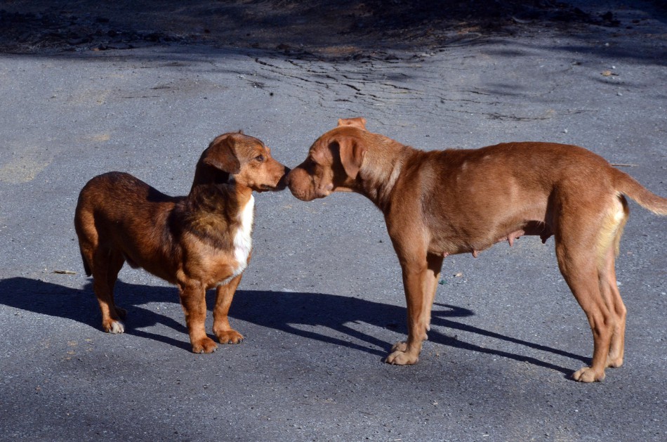 Diretoria do Bem Estar Animal recebe 900 doses de vacina contra raiva