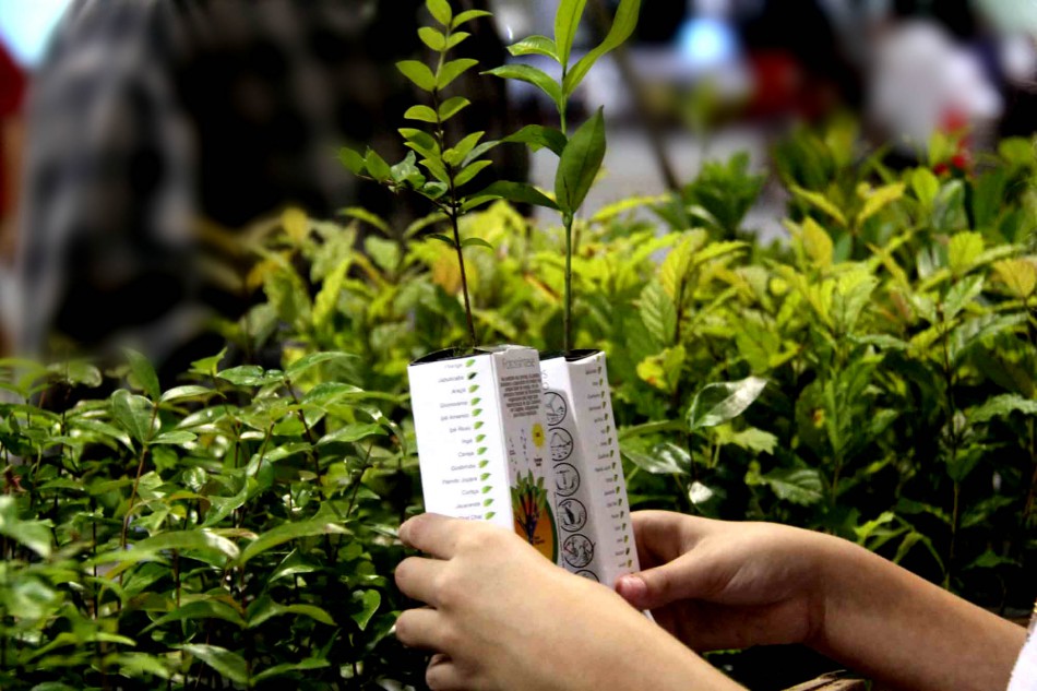 Faema realiza distribuição de mudas de árvore nesta terça-feira