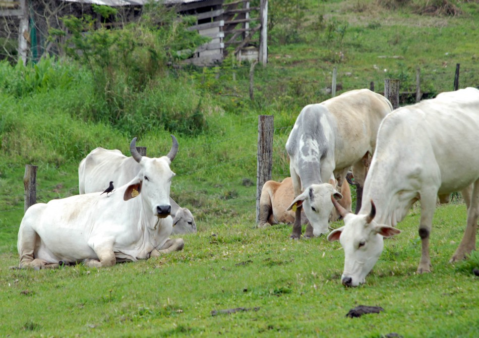 Guia de Trânsito Animal pode ser retirado na Intendência do Garcia