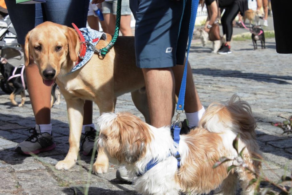 Desfile Pet natalino tem inscrições abertas
