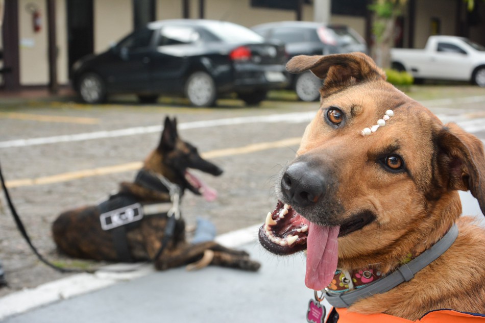 Mascote da Defesa Civil conhece cão da Polícia Militar
