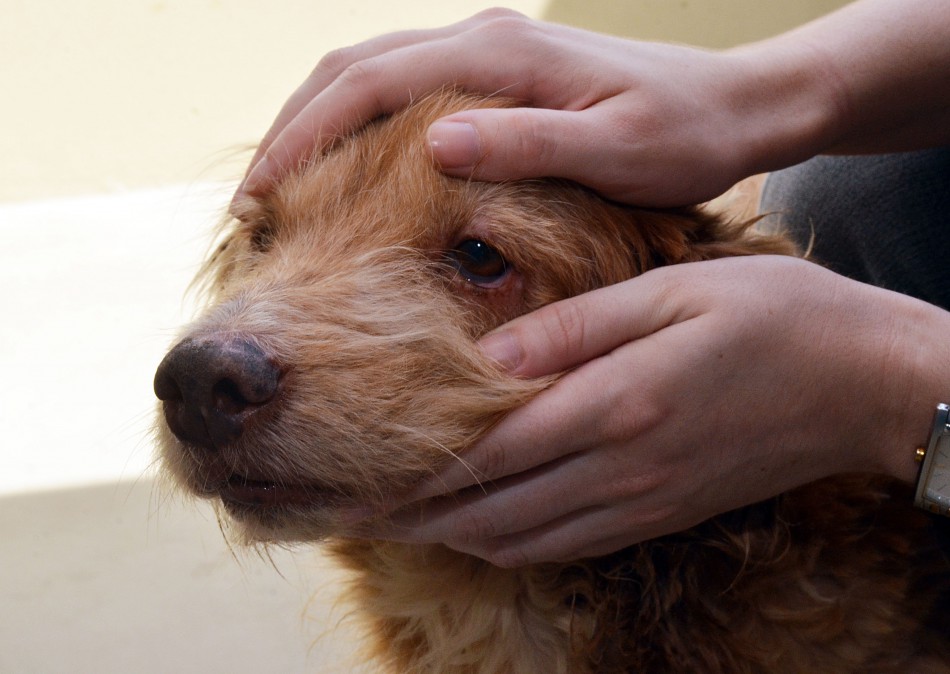 Veterinários passarão a fiscalizar maus tratos e abandono de animais