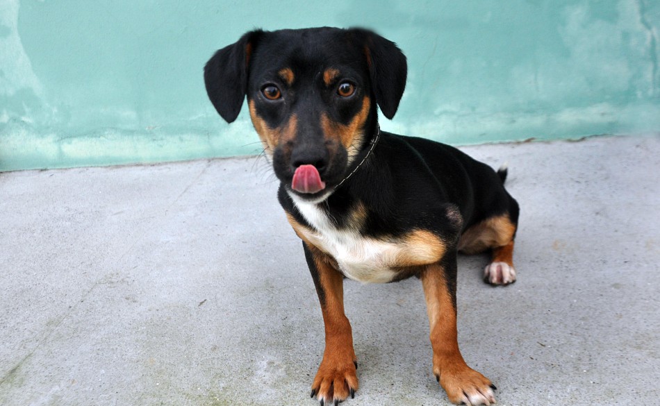Mais de 80 cães acolhidos pelo Cepread necessitam de adoção