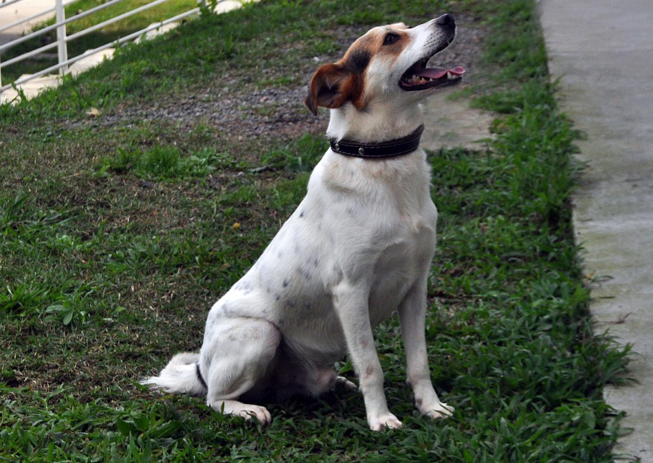 ONGs e protetores poderão enviar animais para castração no Cepread
