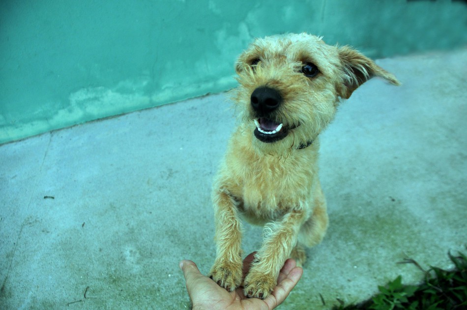 Cepread segue em busca de interessados para adoção de cães e gatos
