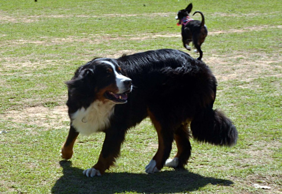 Parque dos Animais abriga evento natalino para os donos e seus pets