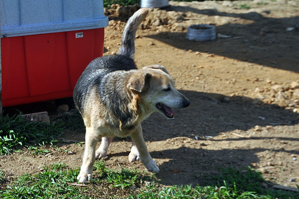 Combea lidera mobilização regional para ações de bem-estar animal