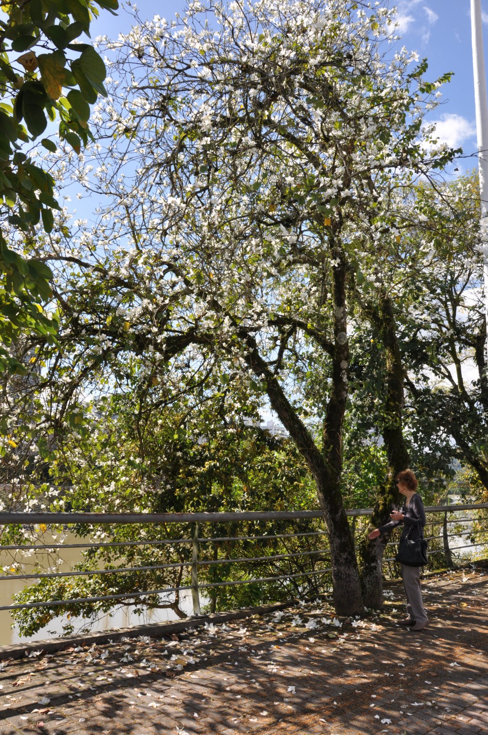 Estudo auxiliará na elaboração do Plano Municipal de Arborização