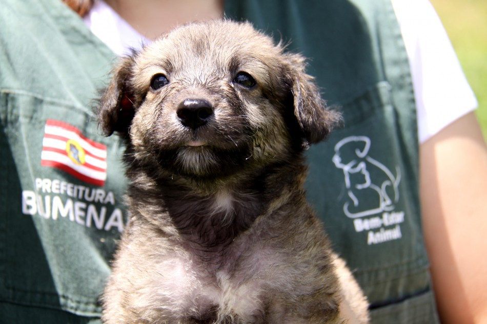 Cepread atende mais de 700 animais nos dez primeiros meses do ano