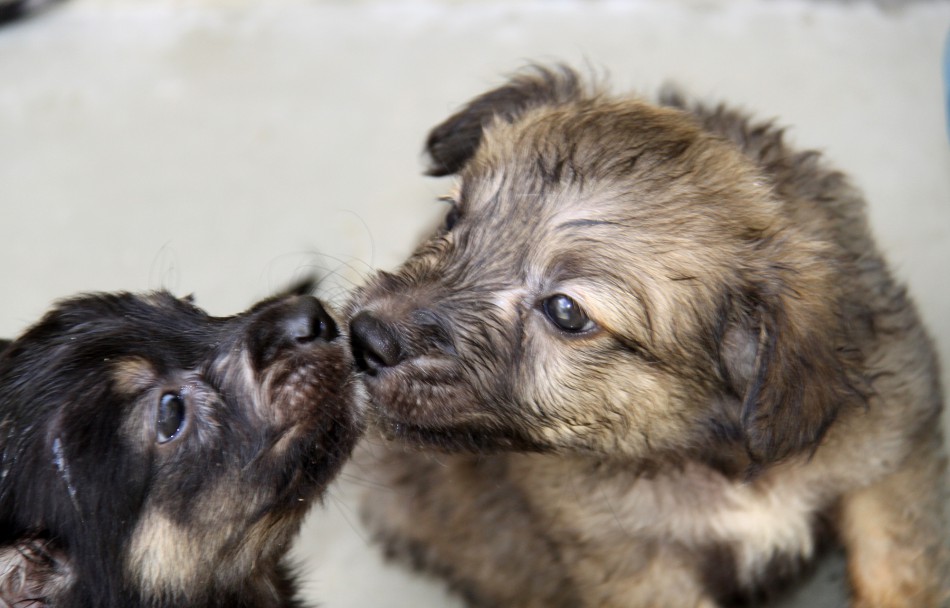 Abertas as inscrições para fórum sobre bem-estar animal
