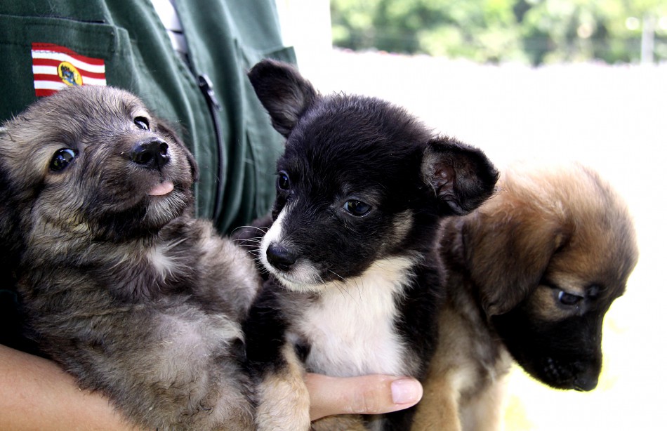 Mutirão do Cepread chega a 362 castrações gratuitas de animais errantes