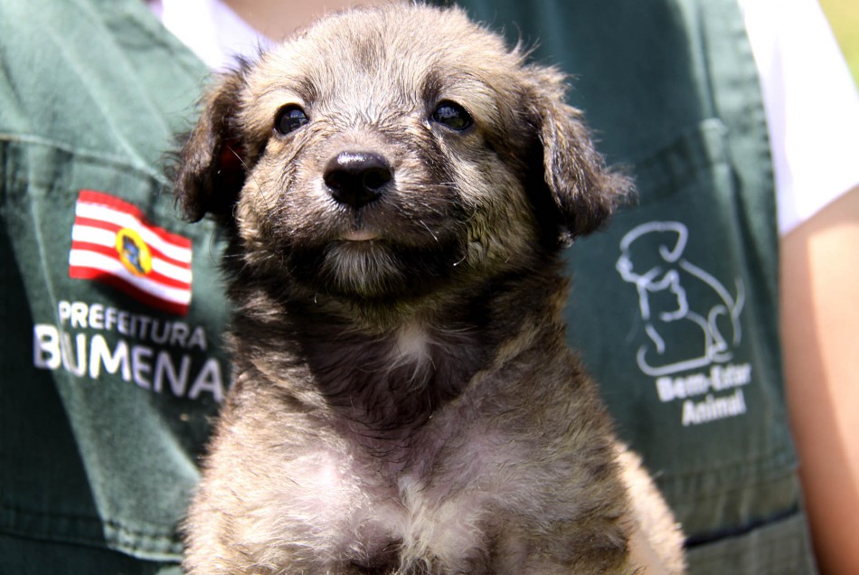 Cepread adota novas medidas para incentivar a adoção de animais