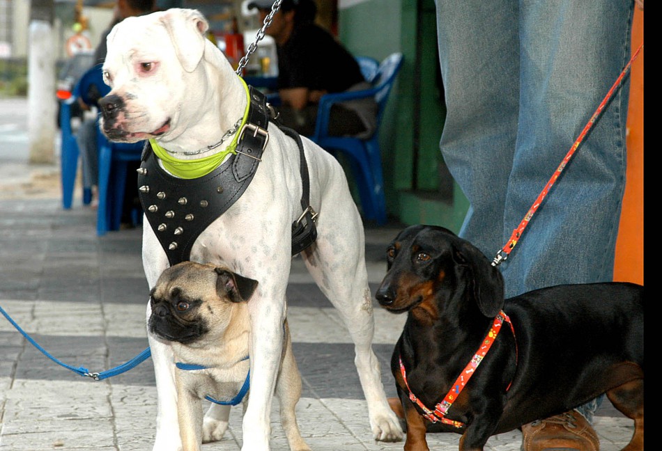 Abertas as inscrições para a 25ª Cãominhada