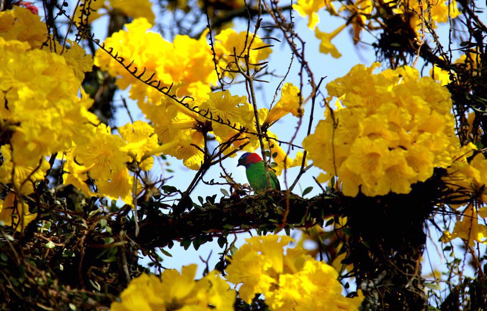 Observação de aves no Parque São Francisco está com inscrições abertas