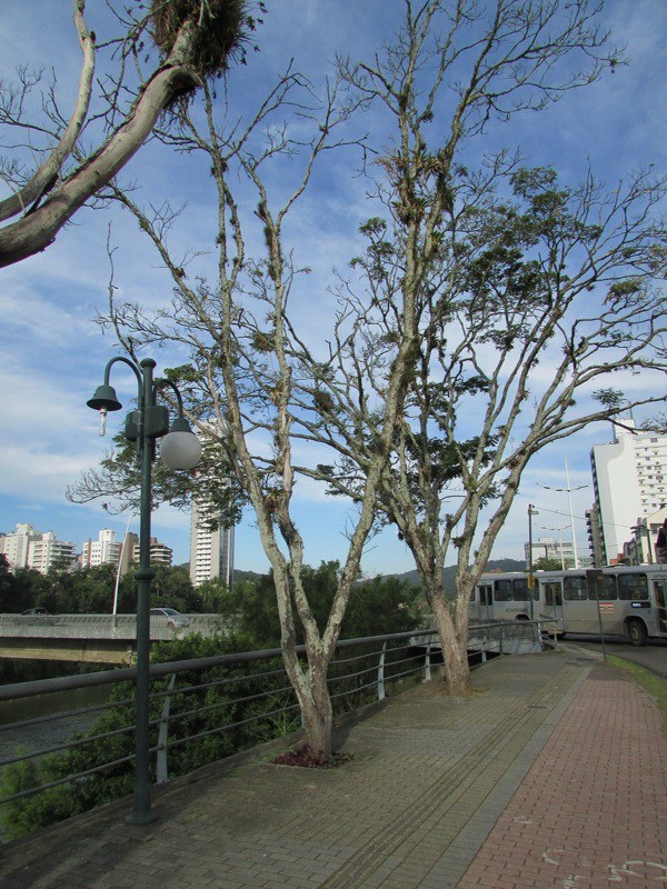 Faema realiza análise biológica de árvores localizadas no Centro da cidade