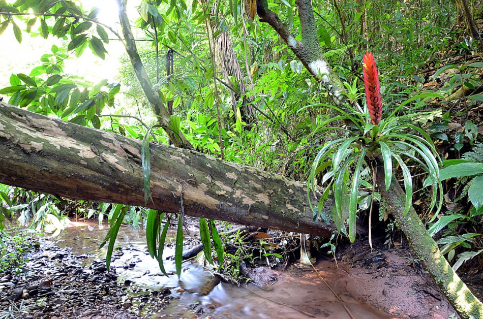 Parque São Francisco de Assis terá evento em comemoração ao Dia Nacional da Mata Atlântica