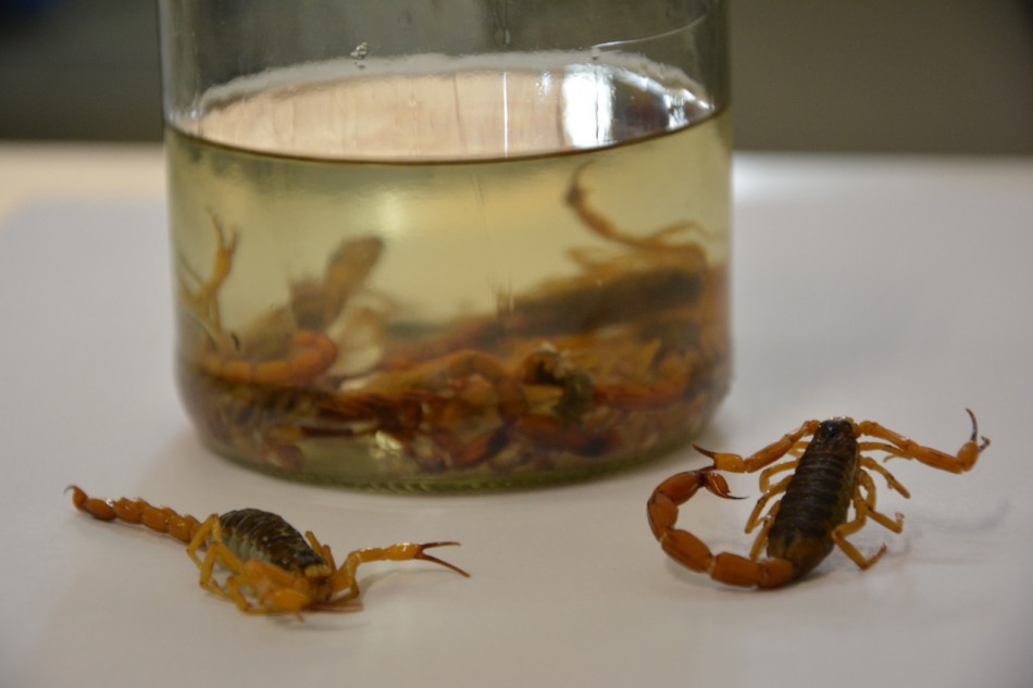 Aumenta quantidade de focos de escorpião amarelo em Blumenau